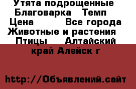 Утята подрощенные “Благоварка“,“Темп“ › Цена ­ 100 - Все города Животные и растения » Птицы   . Алтайский край,Алейск г.